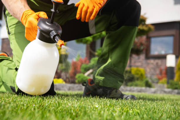 Best Flea Control Services  in Anthony, KS