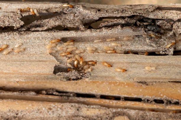 Best Affordable Pest Control Services  in Anthony, KS