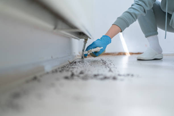 Best Rat Extermination Near Me  in Anthony, KS
